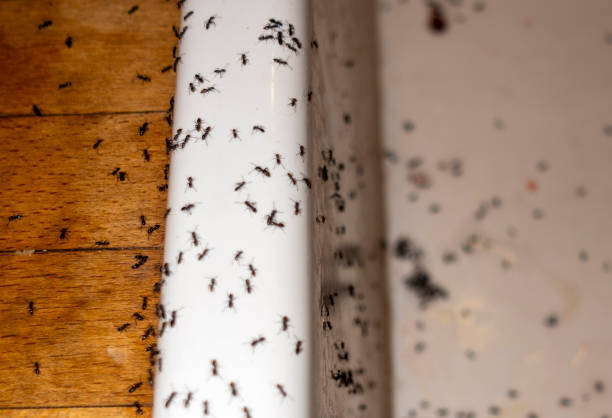 Best Ant Control Services  in Brigantine, NJ