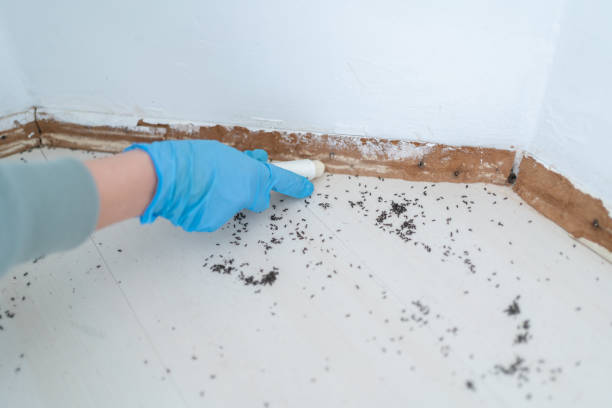 Best Rat Extermination Near Me  in Brigantine, NJ